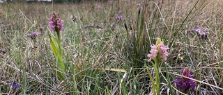 Här är Gotlands nyaste naturreservat