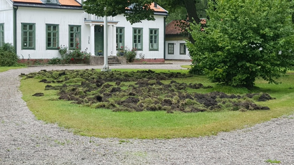 Gräsmatta vid Forsmarks bruk som blivit förstörd av vildsvin.