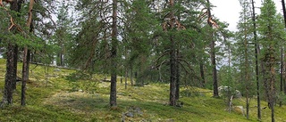 Tre nya naturreservat i Norrbotten