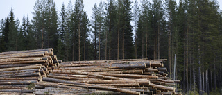 Skogen skapar grön tillväxt   