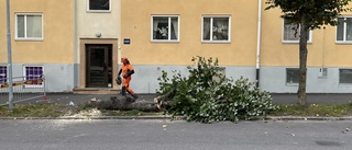 Märkliga fyndet i stammen – när trädet fälls