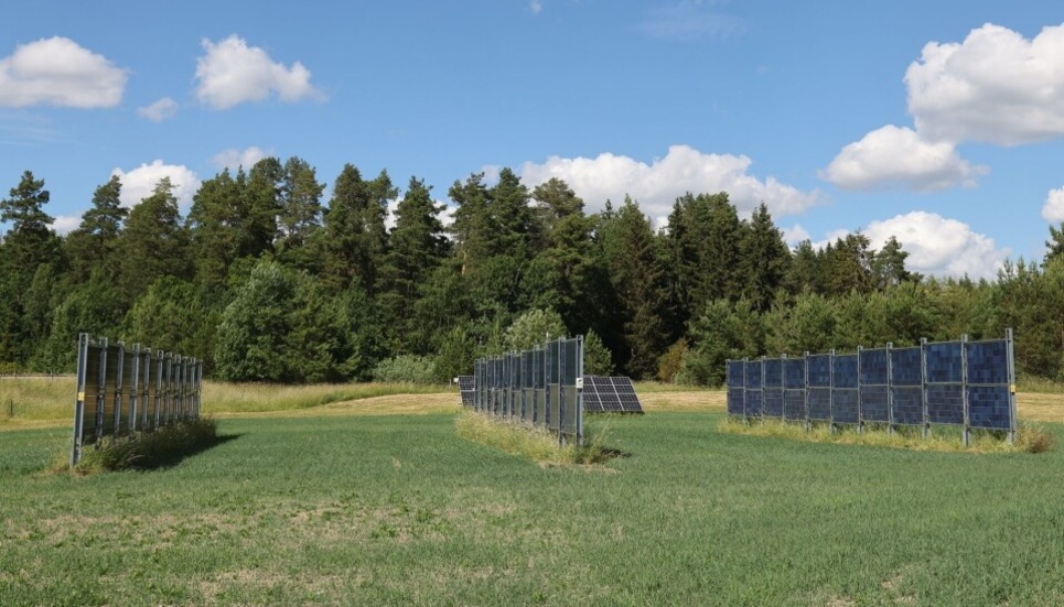Agrivoltaisk odling vid Kärrbo prästgård i Västmanland. 