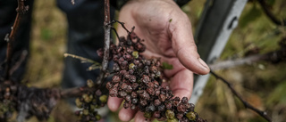 Vädersmocka sänker vinbranschen – igen