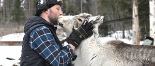 Renar dödade av hundar – uppsliten strupe på dräktig vaja