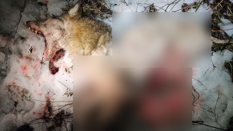 Den ihjälskjutna vargen var hårt ansatt av skabb.