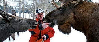 På flykt efter brunstbråk