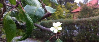 Trädet blommar – i september