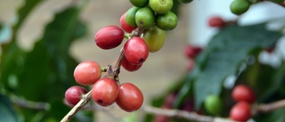 Skuggkaffe bättre för miljön och människan