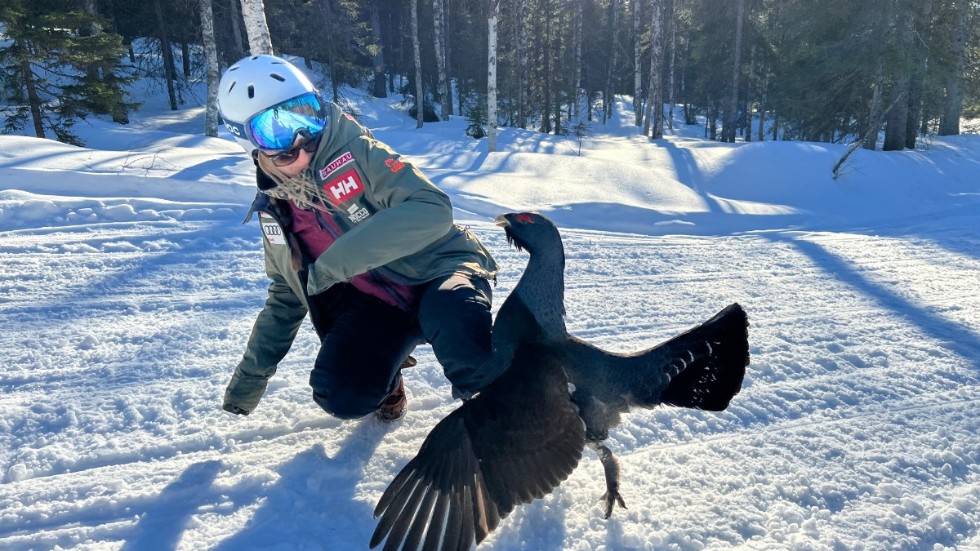 Rebecca Gunnarstedt mötte en speltokig tjädertupp i Kåbdalis – ett möte hon sent kommer glömma.