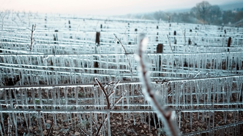 Istapparna hänger från vinrankorna i Chablis.