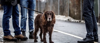 Uppmanar hundägare till försiktighet