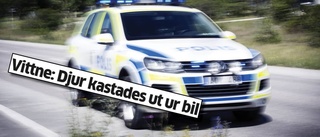 Djurplågeri har upprört många