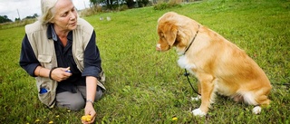 Nosa upp kantarellerna med hund