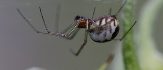 Mycket läkemedel i insekter