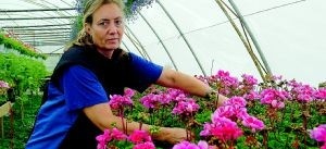 Perenna pioner och  praktfulla pelargoner