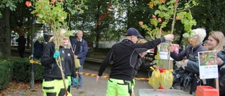 Då kan du hämta ut blommor gratis ✓Först till kvarn som gäller ✓200 tog slut på en kvart