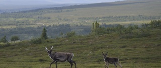 Dags att förändra rennäringslagen