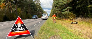 Två rådjur påkörda – här hände olyckorna