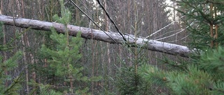 Dyrt väder för skogsägare