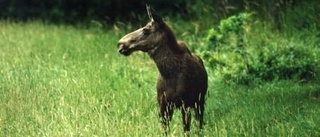 Minskade älgskador på skogen