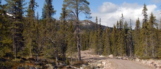 Kommunen tvingas städa – i skogen