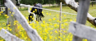 Stallet får klartecken