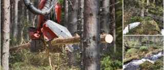 Naturskyddsföreningen vill stoppa avverkning – kräver att skogen blir naturreservat: "Håller klockren reservatsklass"