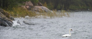 Blommande murgröna i Nyköpings nya naturreservat