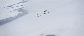 Bygg vattenkraft i de sista orörda älvarna