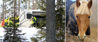 Ridklubben tvingades avliva ponny efter seriekrock på E4