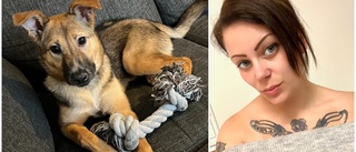 Hunden Dunos otäcka fynd – köttbulle spetsad med spikar • Polisen: "Blir rent ut sagt förbannad"