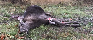 Påkörd älg hittad i Vagnhärad  ✓Är ett brott ✓Kalven letar efter sin mamma