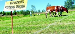 Skitkul bingo i Vånga