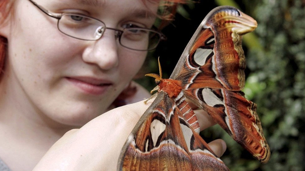 En atlasspinnare fotograferad i den botaniska trädgården i Bern i Schweiz. Arkivbild.