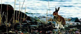 Fler naturguidningar  planeras i Östergötland