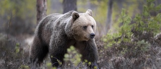 Jakten avlyst i östra Västerbotten