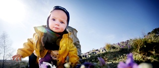 Lila havet i Kjula – backsipporna har blivit traktens kändisblommor: "En upplevelse att komma hit"