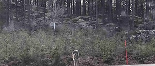 Varg på promenad i Nävekvarn fångad på bild – flera gånger: "Såg ut som en jättehund eller liten björn"