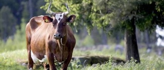 Öppna ateljéer satsar på utlandet