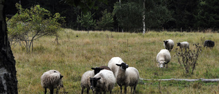 Naturbetesmark gynnar biologisk mångfald 