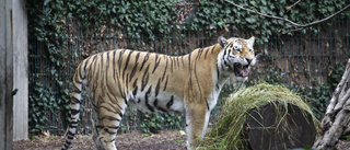 Tigern har dragit iväg med sin viljelösa ryttare?