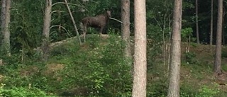 Vresig älg hindrar barnen från att ta sig till skolan: "Han är otäck"