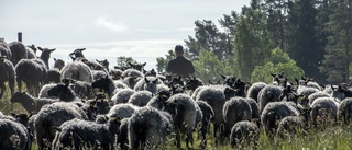 9000 får har försvunnit från Östergötland – på sju år