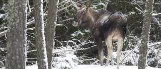 Älginventering genomförs efter katastrofsommaren