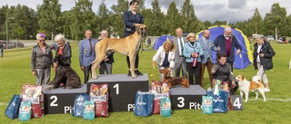 Hundutställning trotsade flygstrejk och regn