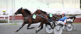 Fjärde segern av fem möjliga för nye Piteåstjärnan: "Siktar på ett lopp under Sundsvall Open-helgen"