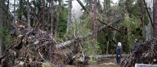 Alfrida fällde 50 000 kubik skog på Gotland