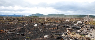 Man ser inte skogen för det finns inga träd