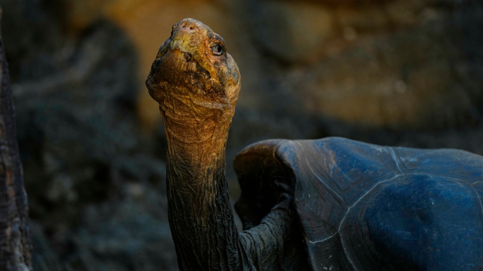 Sköldpaddor är en särskilt utsatt reptilart. Arkivbild från Galapagosöarna.