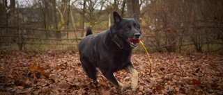 Räddade 130 kor – tyska schäfern Otiz, 7, är årets bragdhund